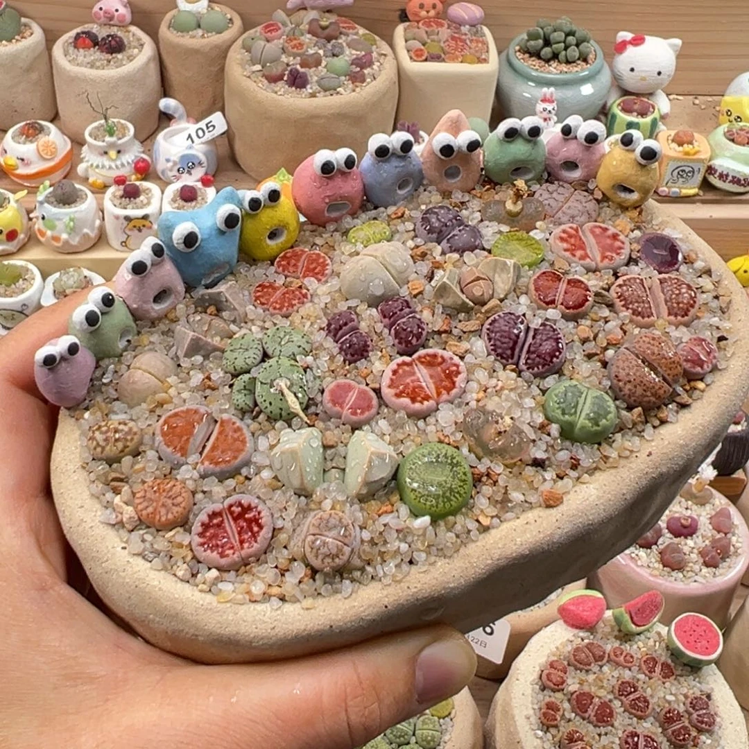 多肉植物121号彩色