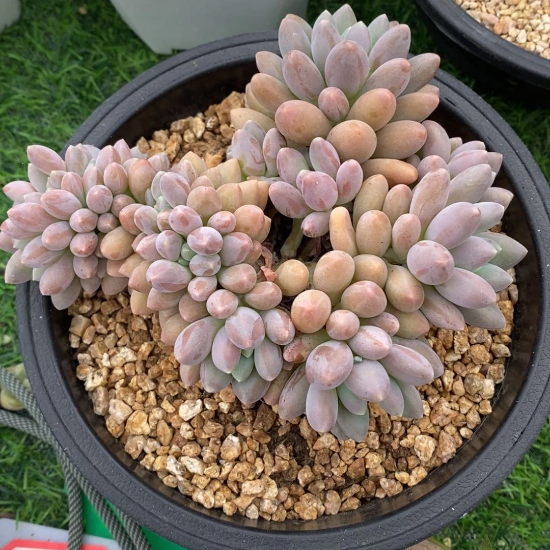 星黛露缀化非偏远包邮