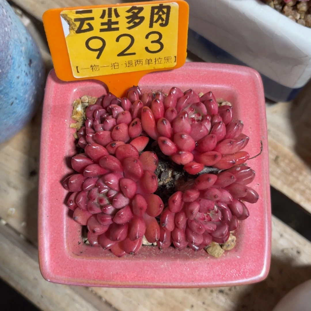 我***莲云尘多肉一物一拍不含盆923