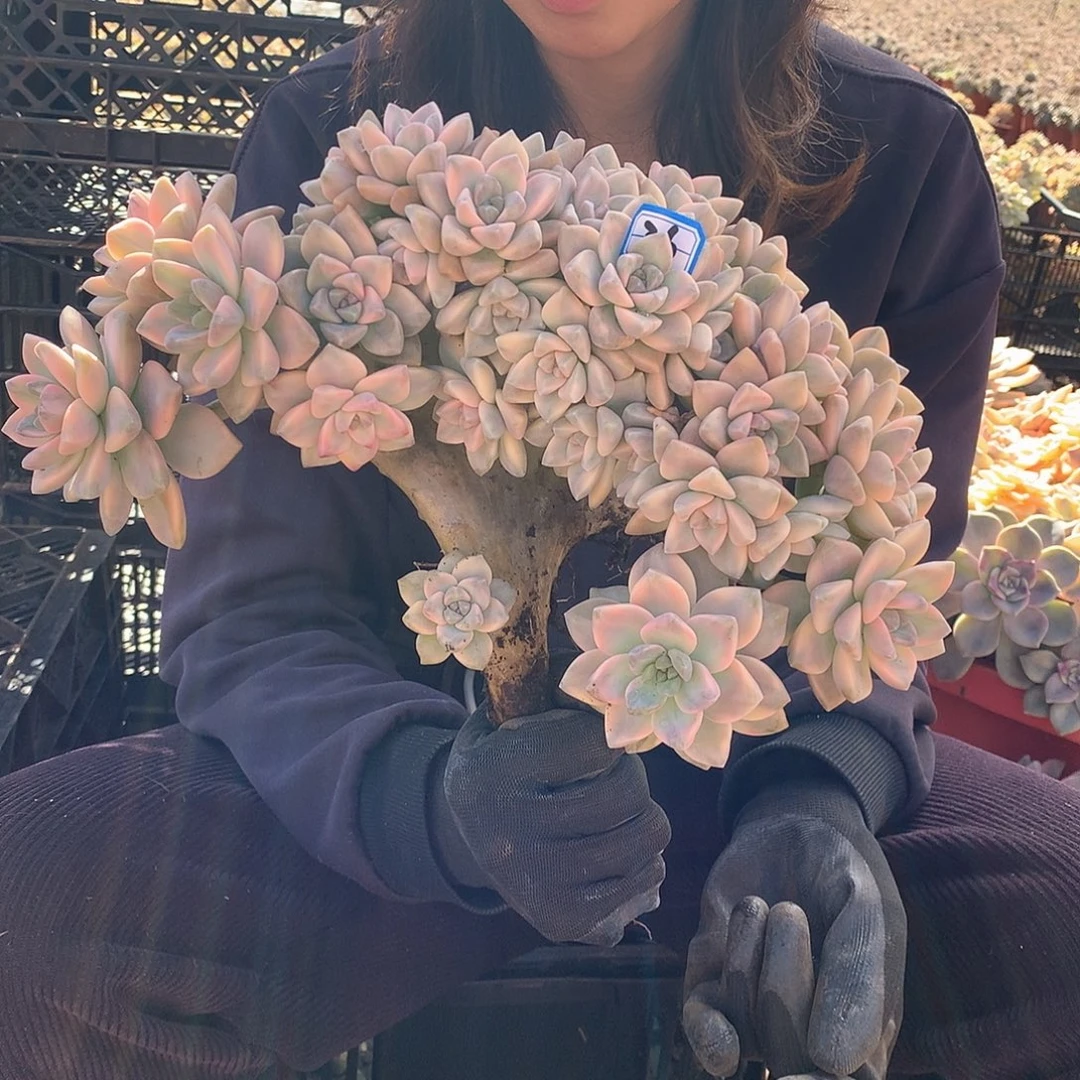 36 淡雪锦缀 一物一拍