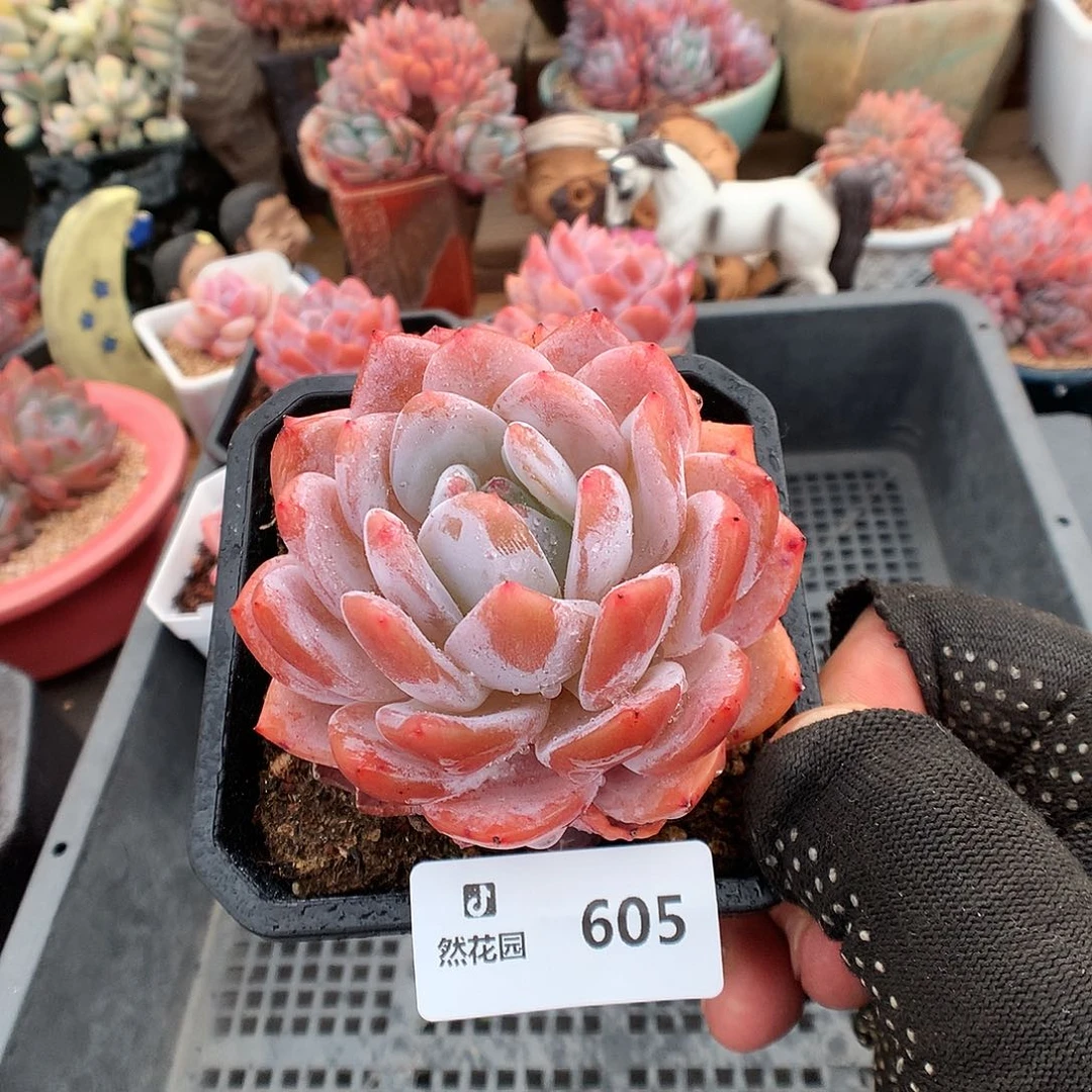 605胭脂橙多肉植物666