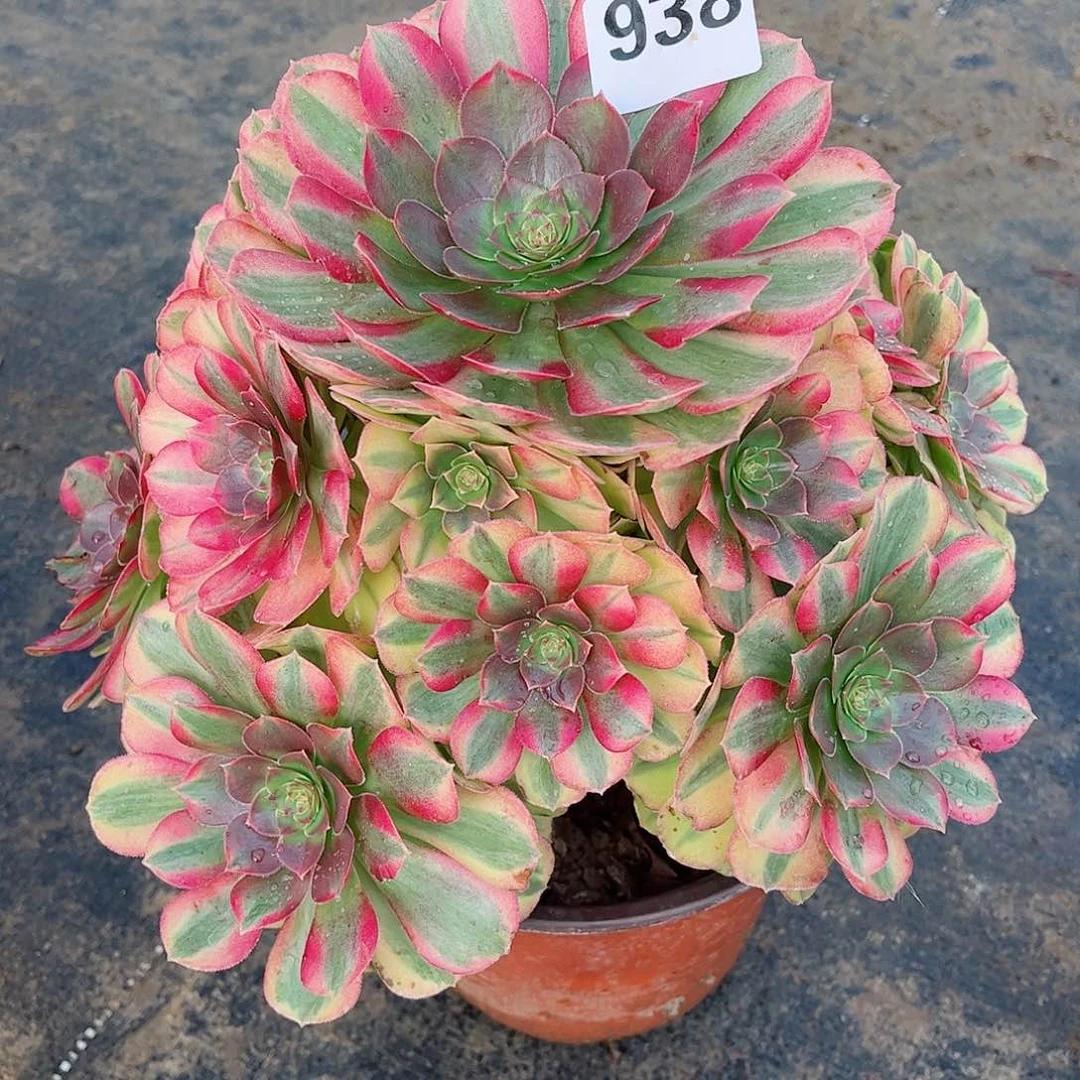 无花朵雾*雾多肉植物雨何938