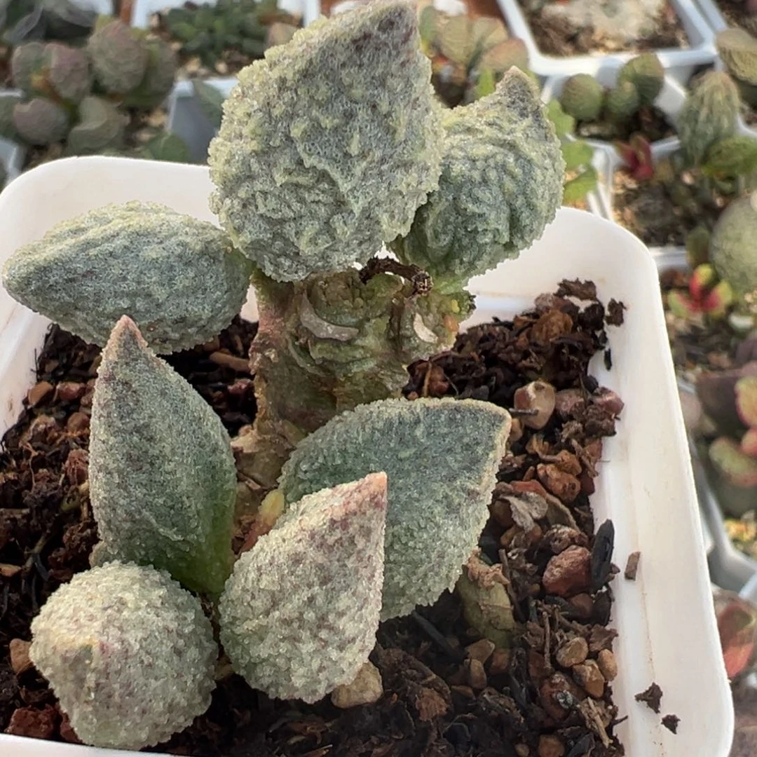 翡翠哈默老桩多肉植物水泡多肉植物