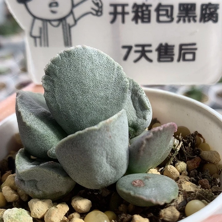 A7411 专拍专拍专拍
