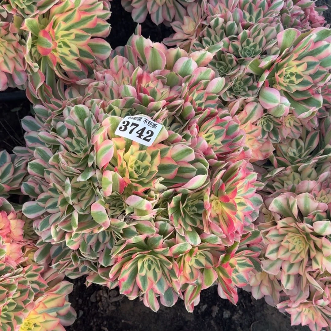 法师女巫18-5 3742