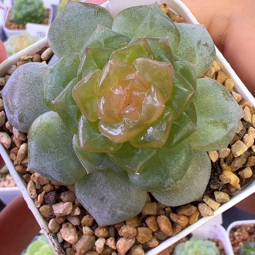 806号风花雪月系列定向