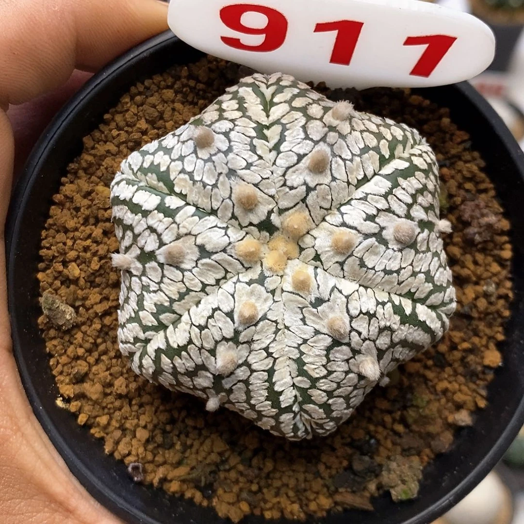 911六愣海星福利特价咯打