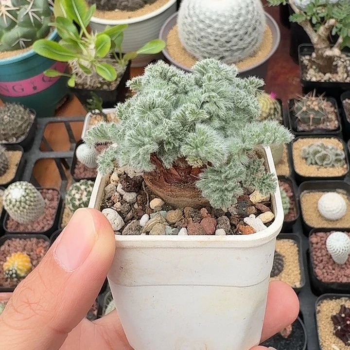 嗯***哼羽叶杨奎仙人球1234