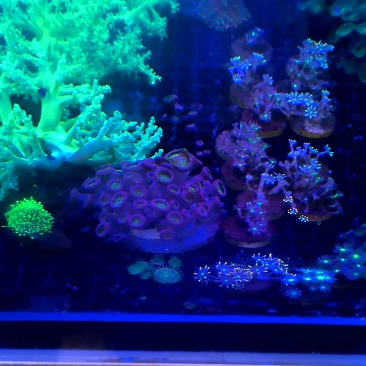 扭扣整盘95号码海水