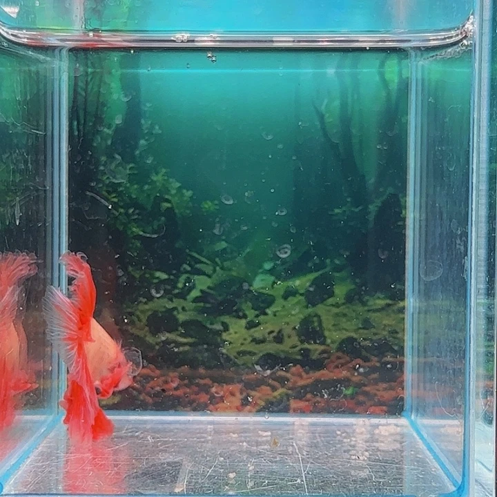 红海倒吊鱼那么这个时候就是