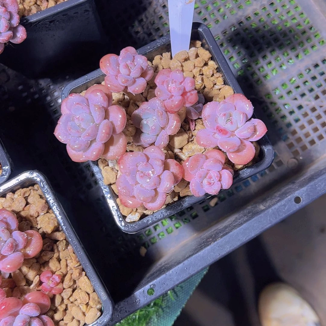 T****颜564白露19.9。。。