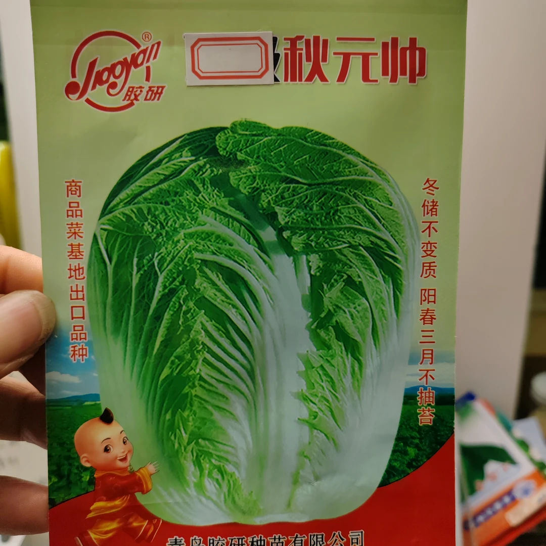 秋元帅黄心大白菜种子耐寒可冬储的蔬菜青菜种蔬菜种子青菜种子
