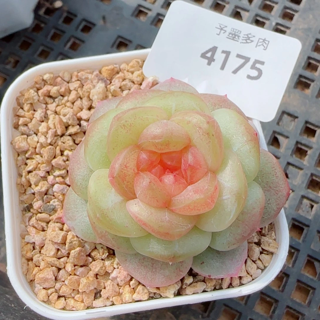 孤品珍妮，4175多肉植物
