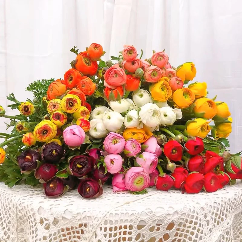 洋牡丹5+多余防损，家居鲜花 喜欢那个颜色拍那个