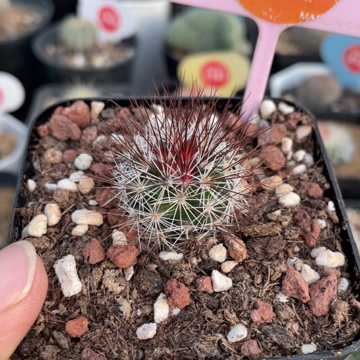 实生马库斯25990000000