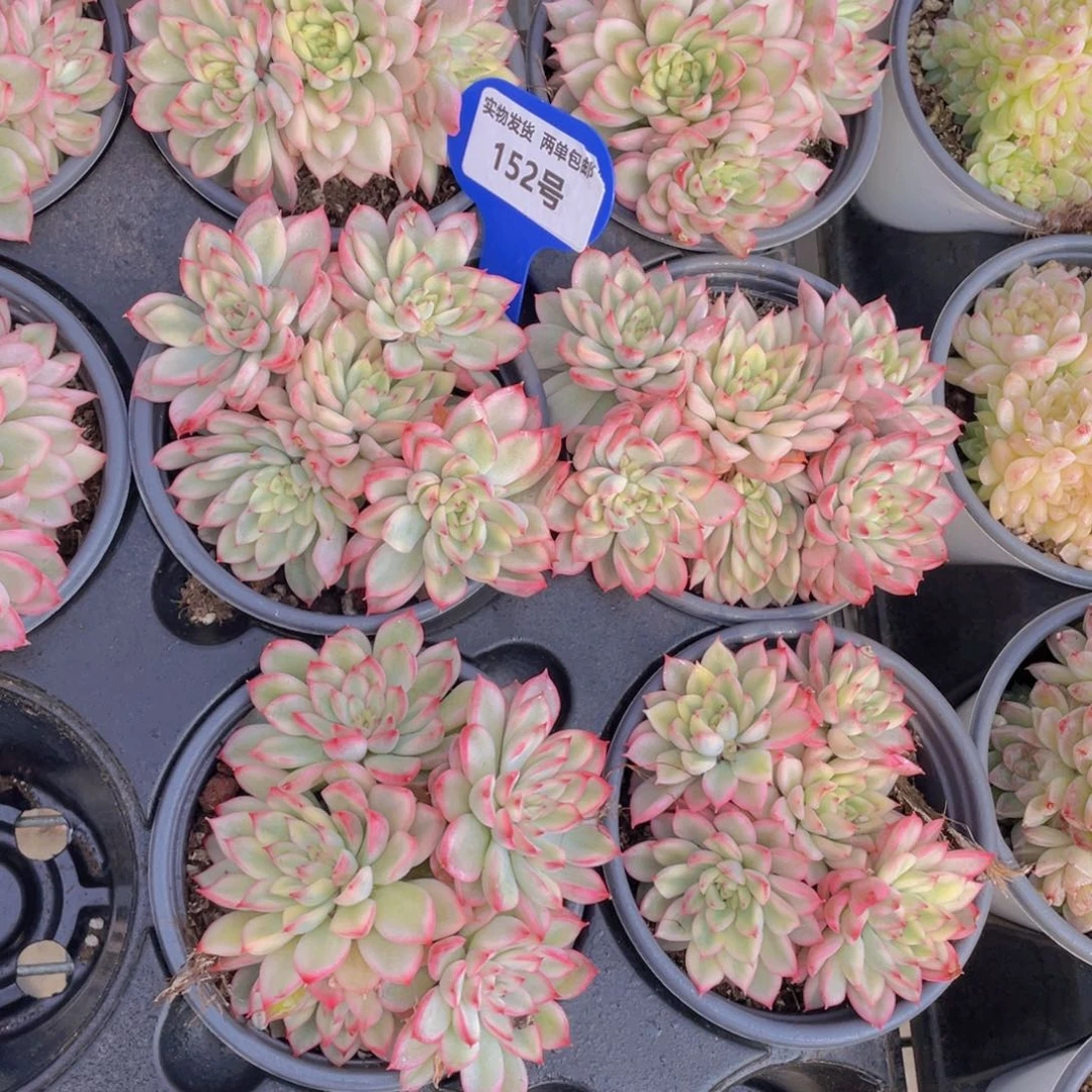 152号炫彩女雏锦群一个