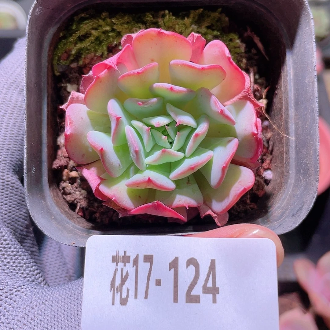 花利美17-124飞行少年