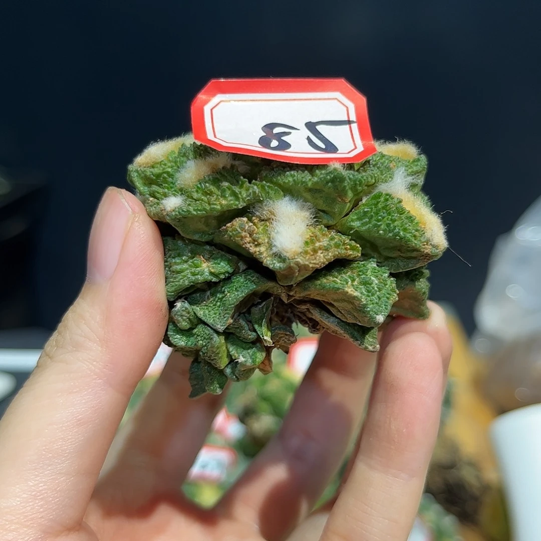 85号自根战损卡拉米牡丹