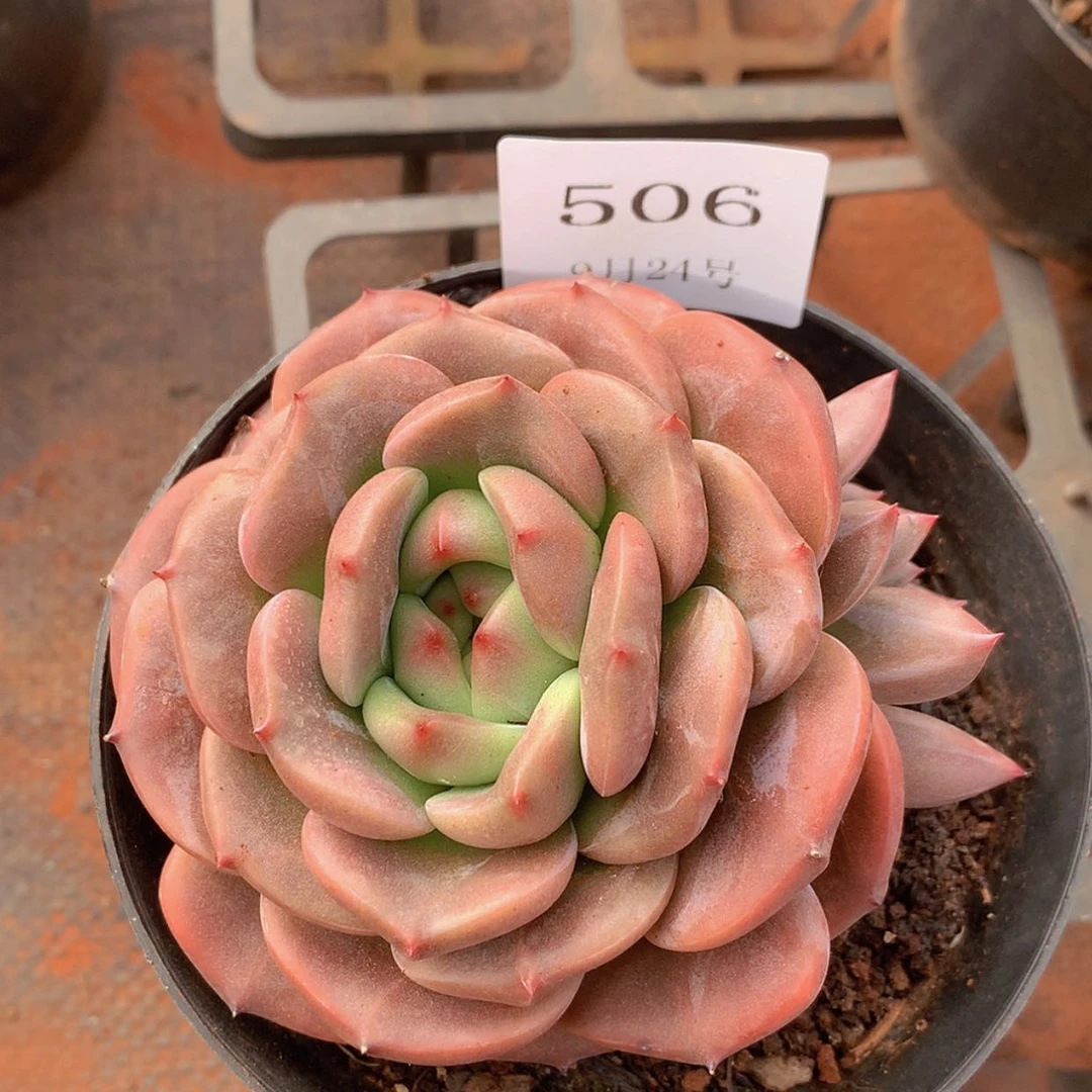 【闪购商品】云506号Q橙9厘米