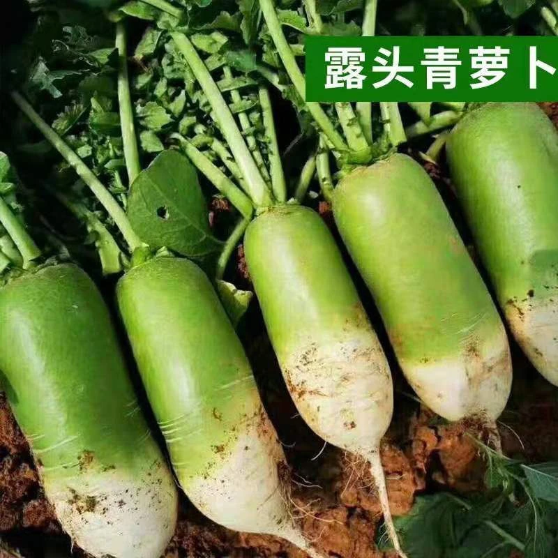 露头大青水果大萝卜新种子生吃甜脆不糠心高产夏秋季播大田蔬菜籽