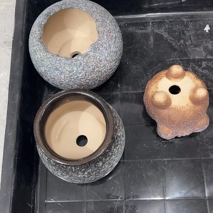 陶苗儿小姐姐专属