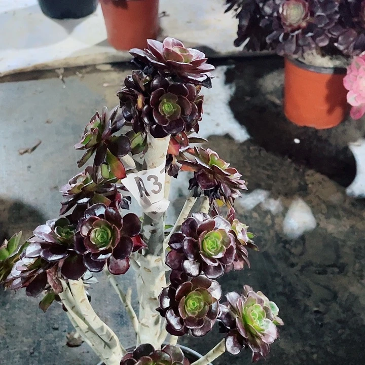 多肉法师圆叶小酒杯377