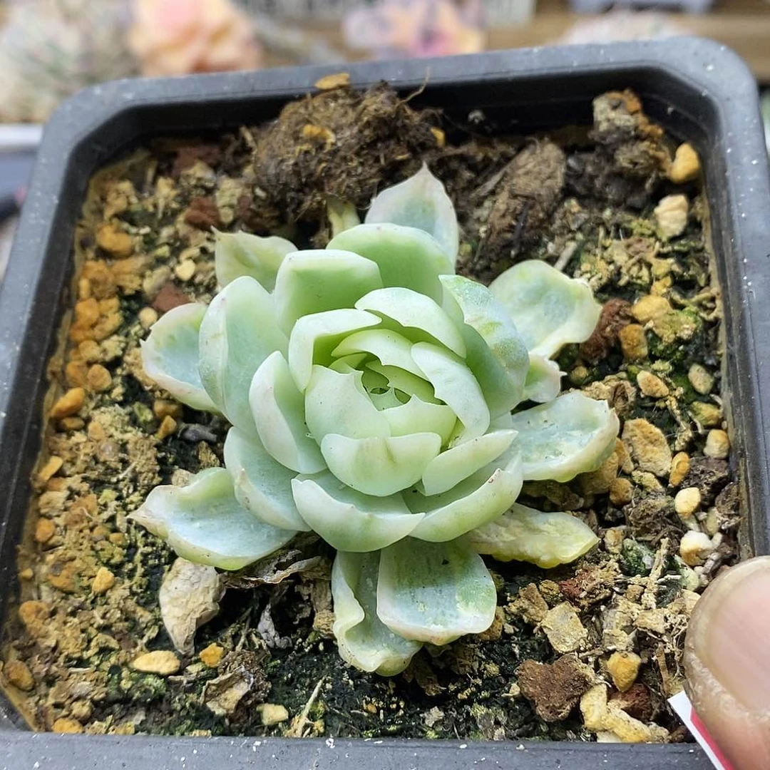 03119 贝瑞覆轮锦