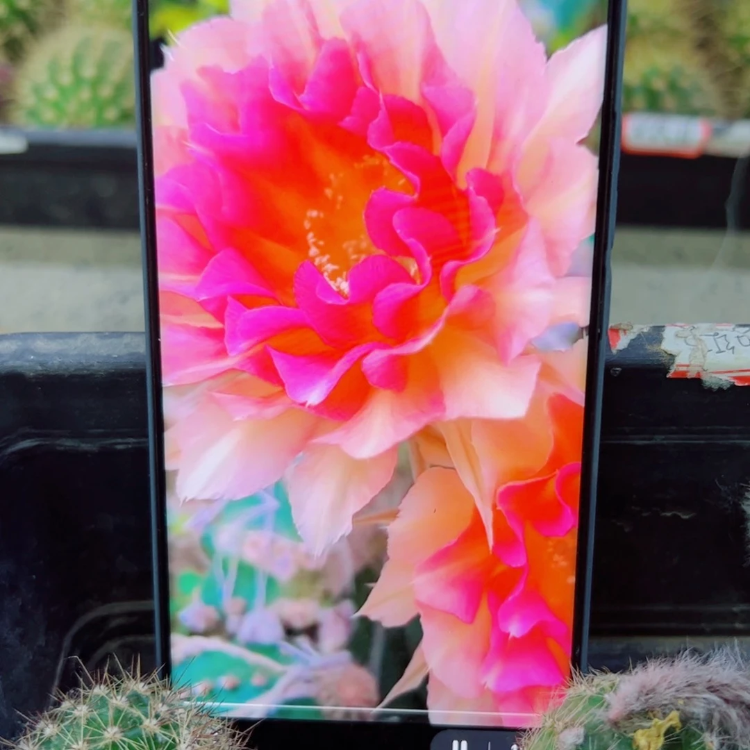 下201彩草甜梦歪无根侧芽4公分左右20包邮