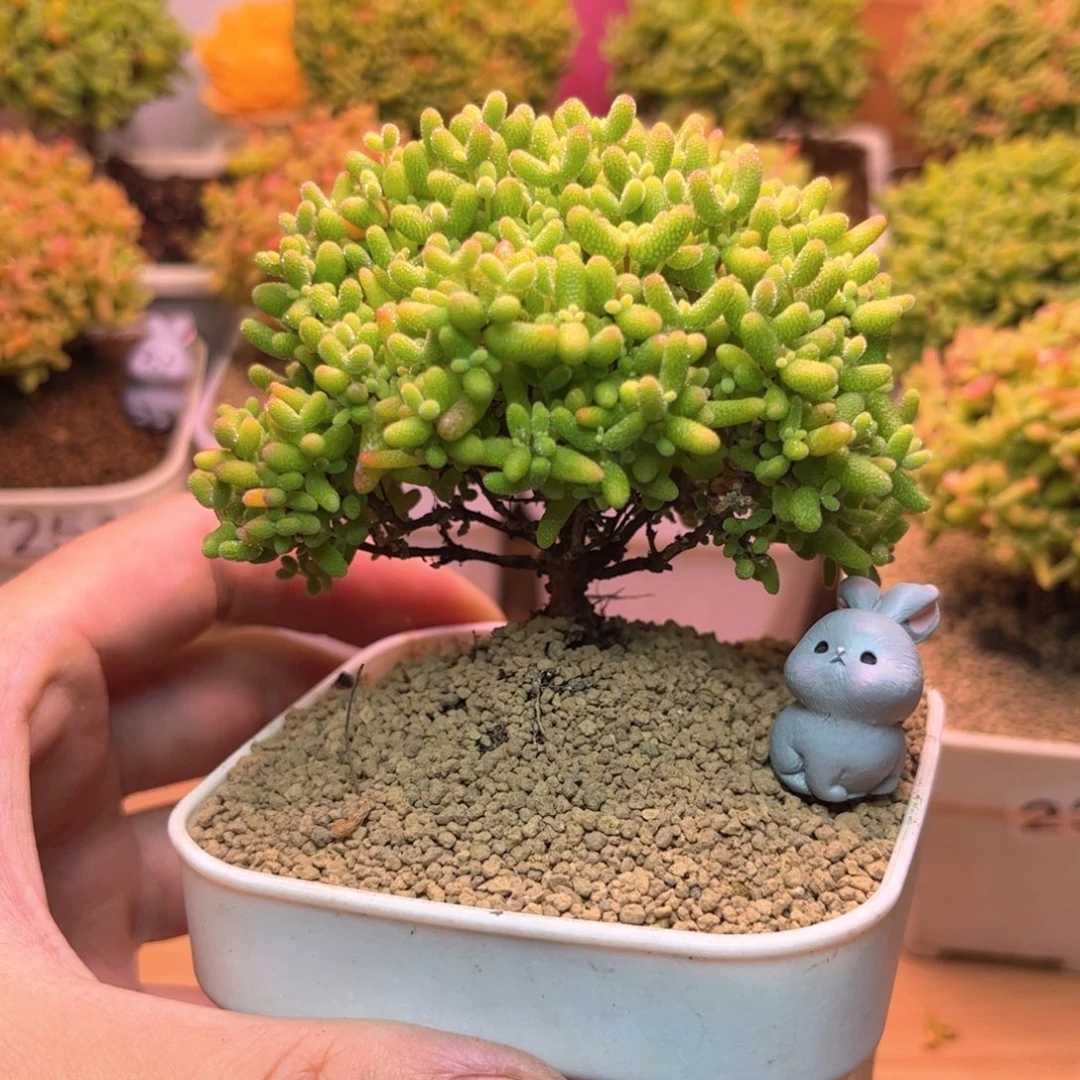 无花朵255蜜桔糖球