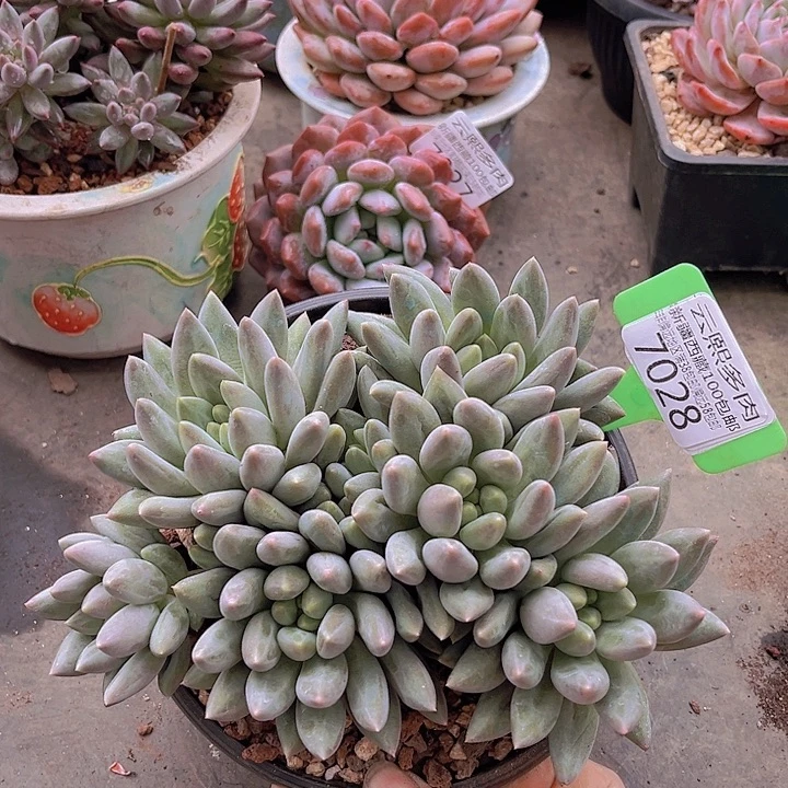 7028黄体红蜻蜓。