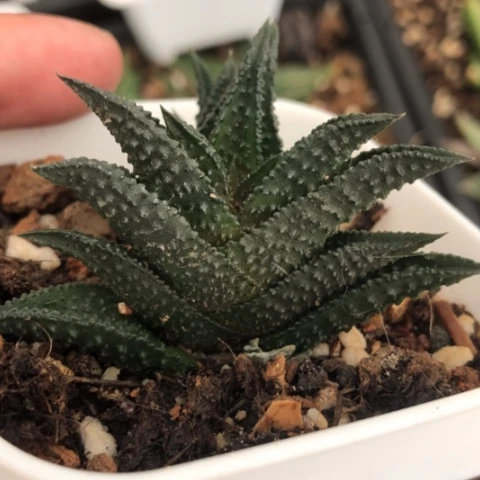 哥斯拉硬叶硬叶黑系