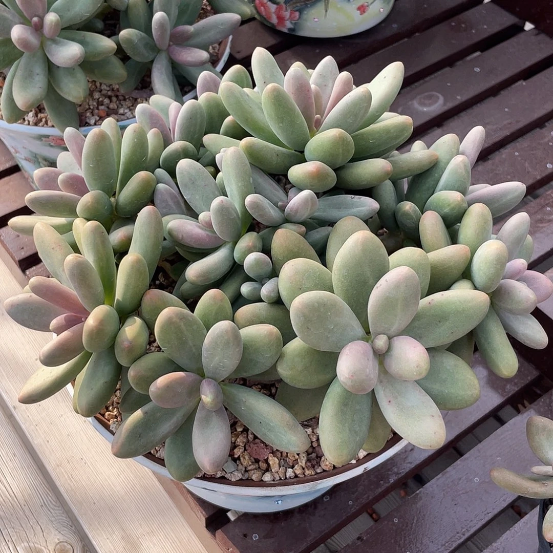 糖果美人多肉植物