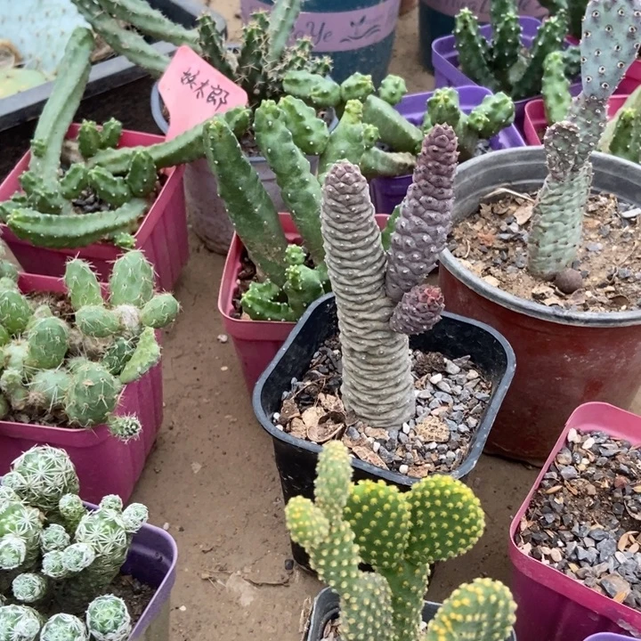 松笠团扇一棵有侧芽