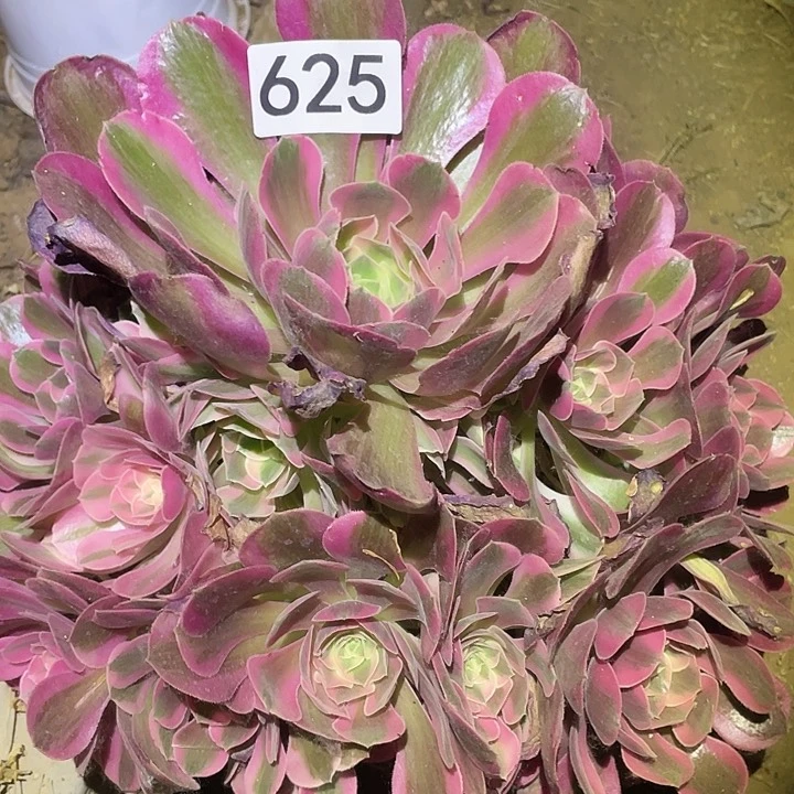 多肉植物法师625分女郎