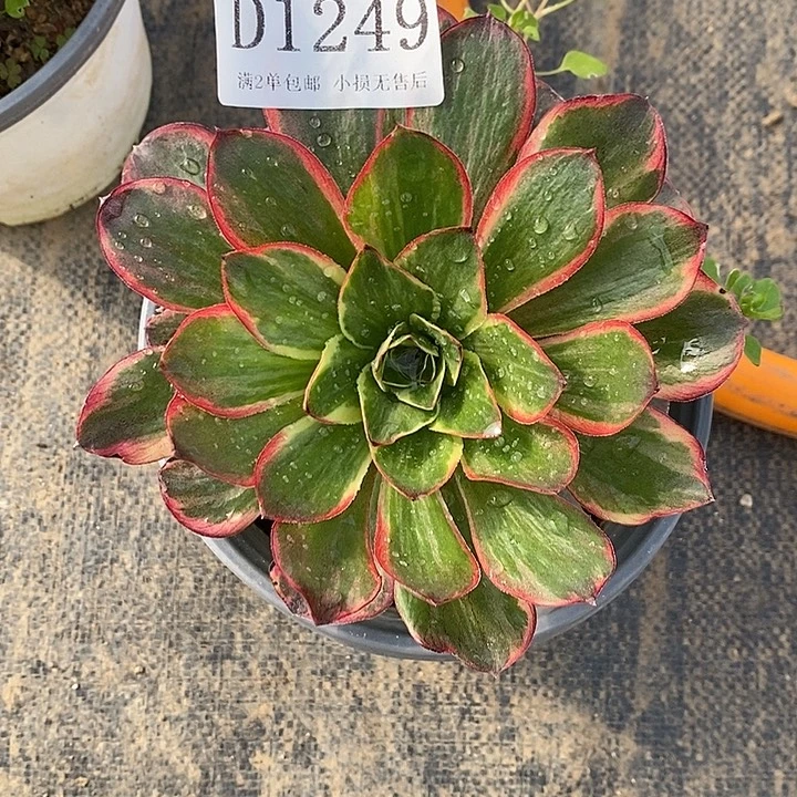 1249纳福多肉法师锦