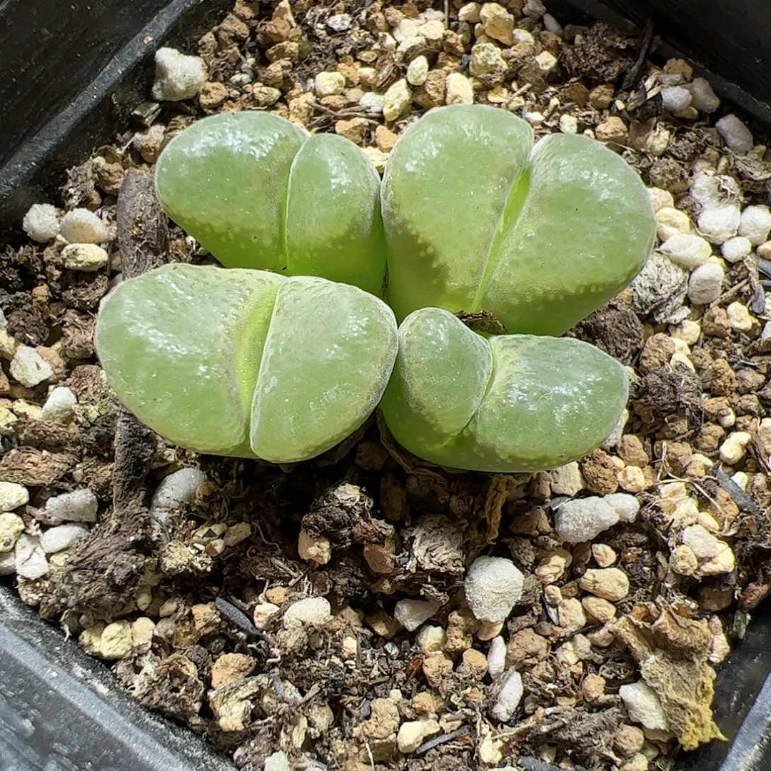 【闪购商品】284 风铃