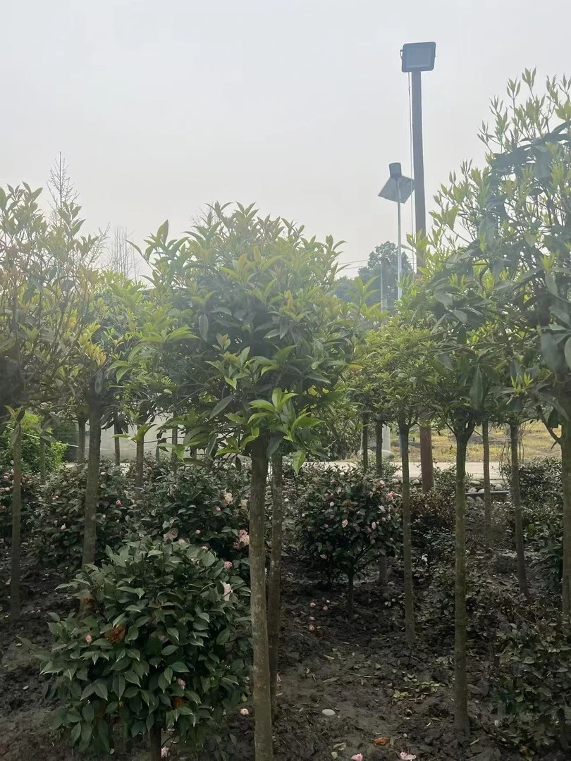 桂花，金桂花，丹桂棒棒糖，8月开花，移栽熟苗，售后一年。