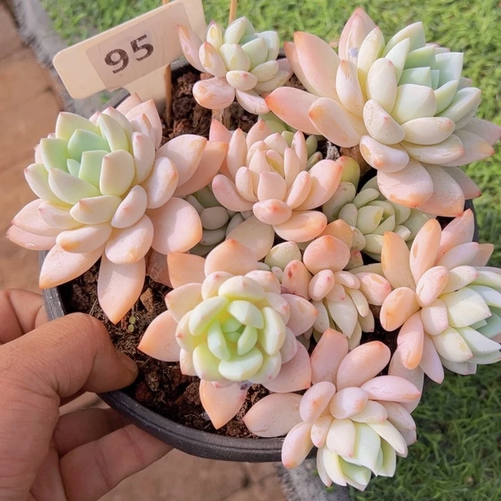 健健康康平平安安