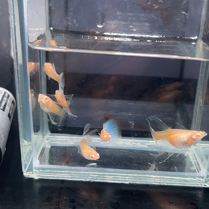 孔雀鱼蓝白大c2对