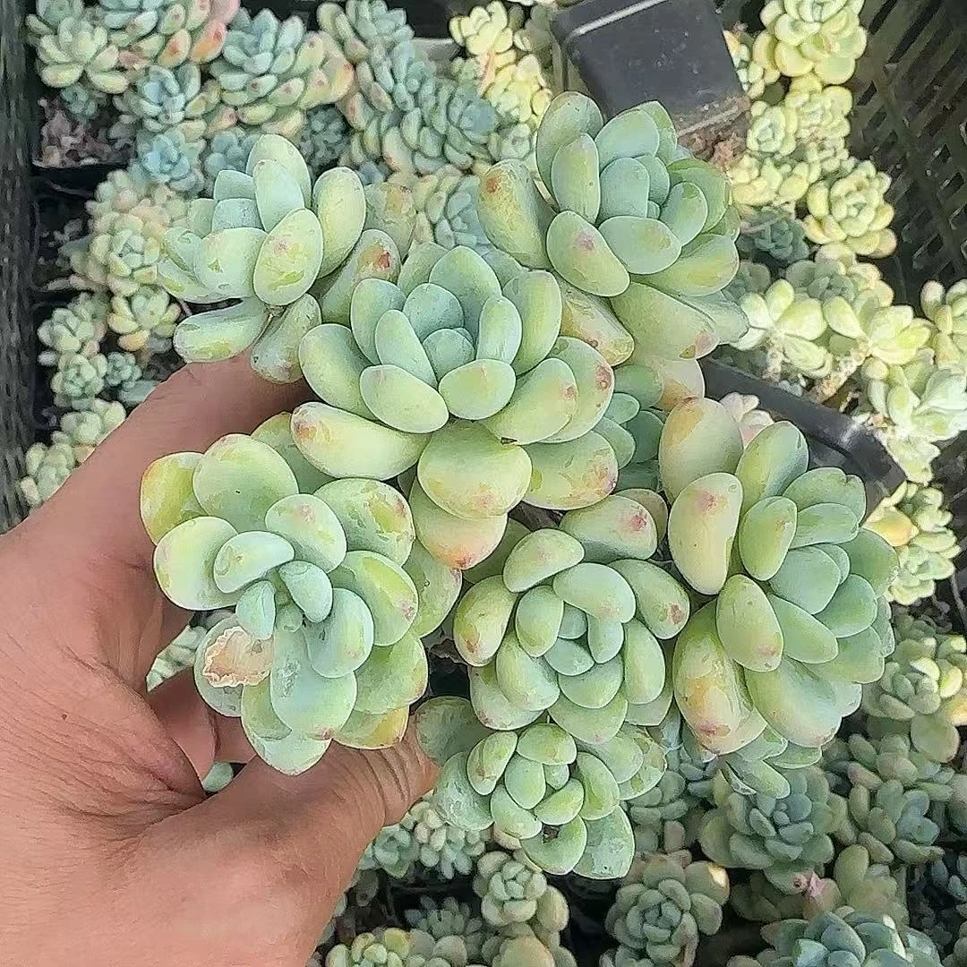 小劳尔2颗脱土    小谢多肉植物庭院净化空气