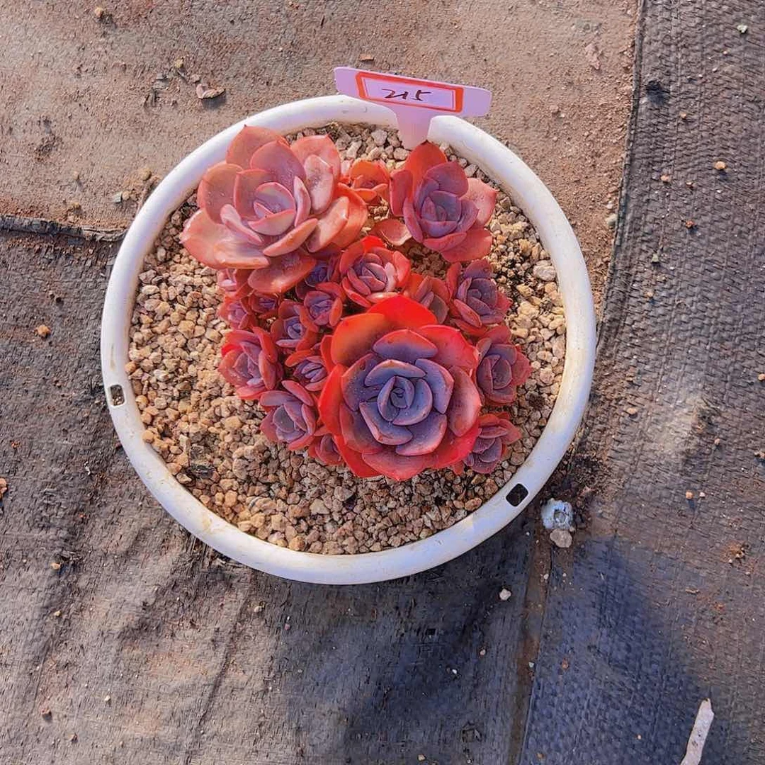 A****）315尘埃玫瑰38。。