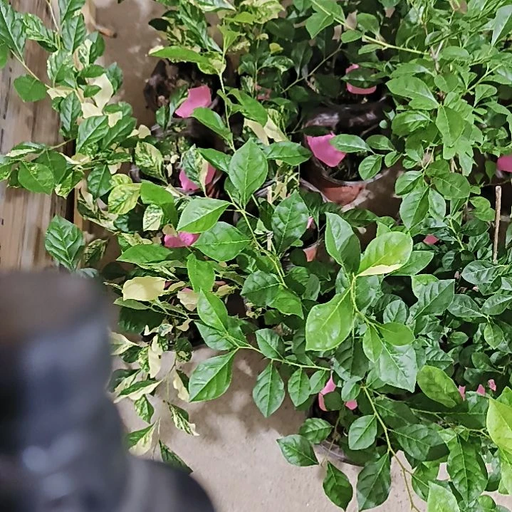 无花朵五景富士金弹子嫁接苗