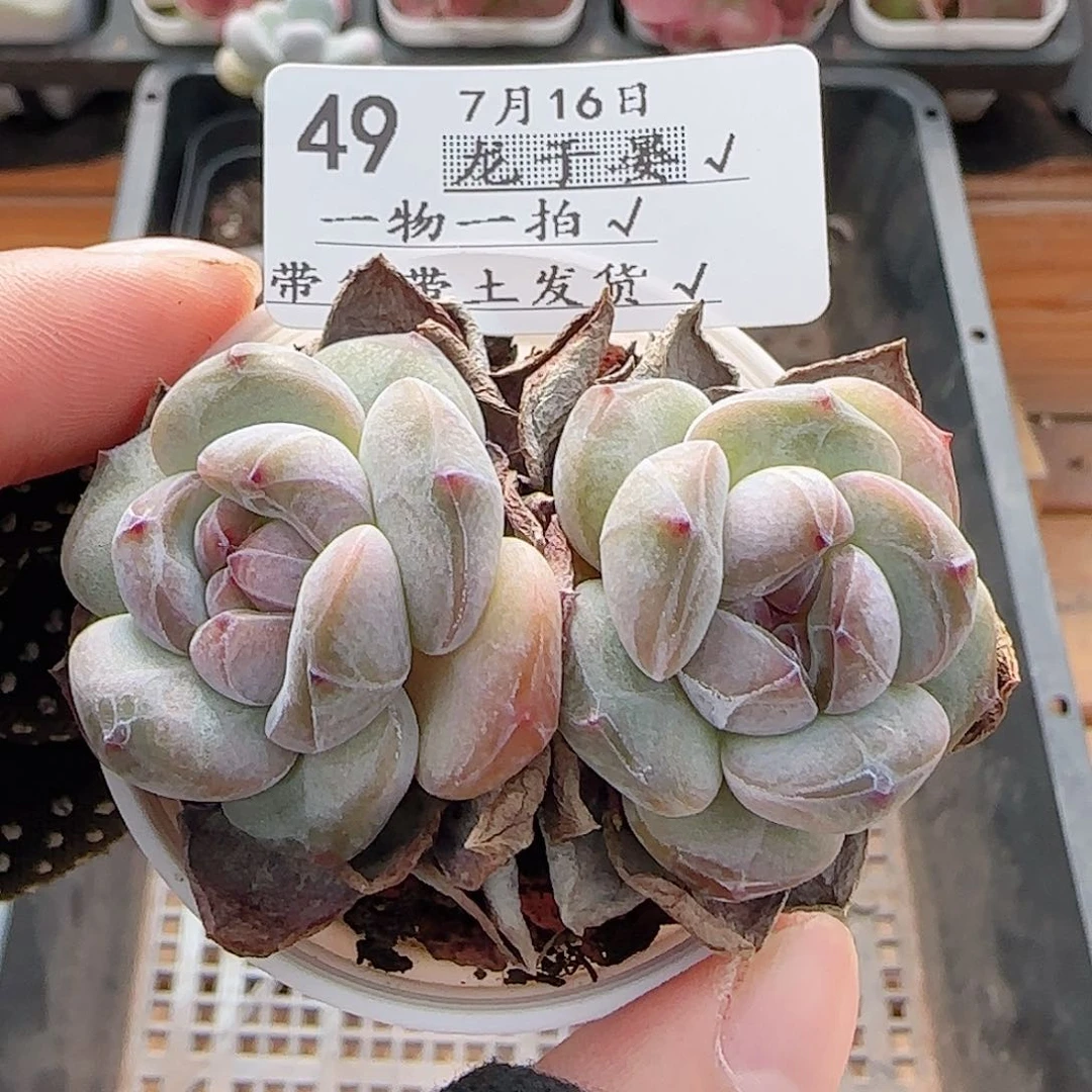 多肉0716-49石榴籽星影