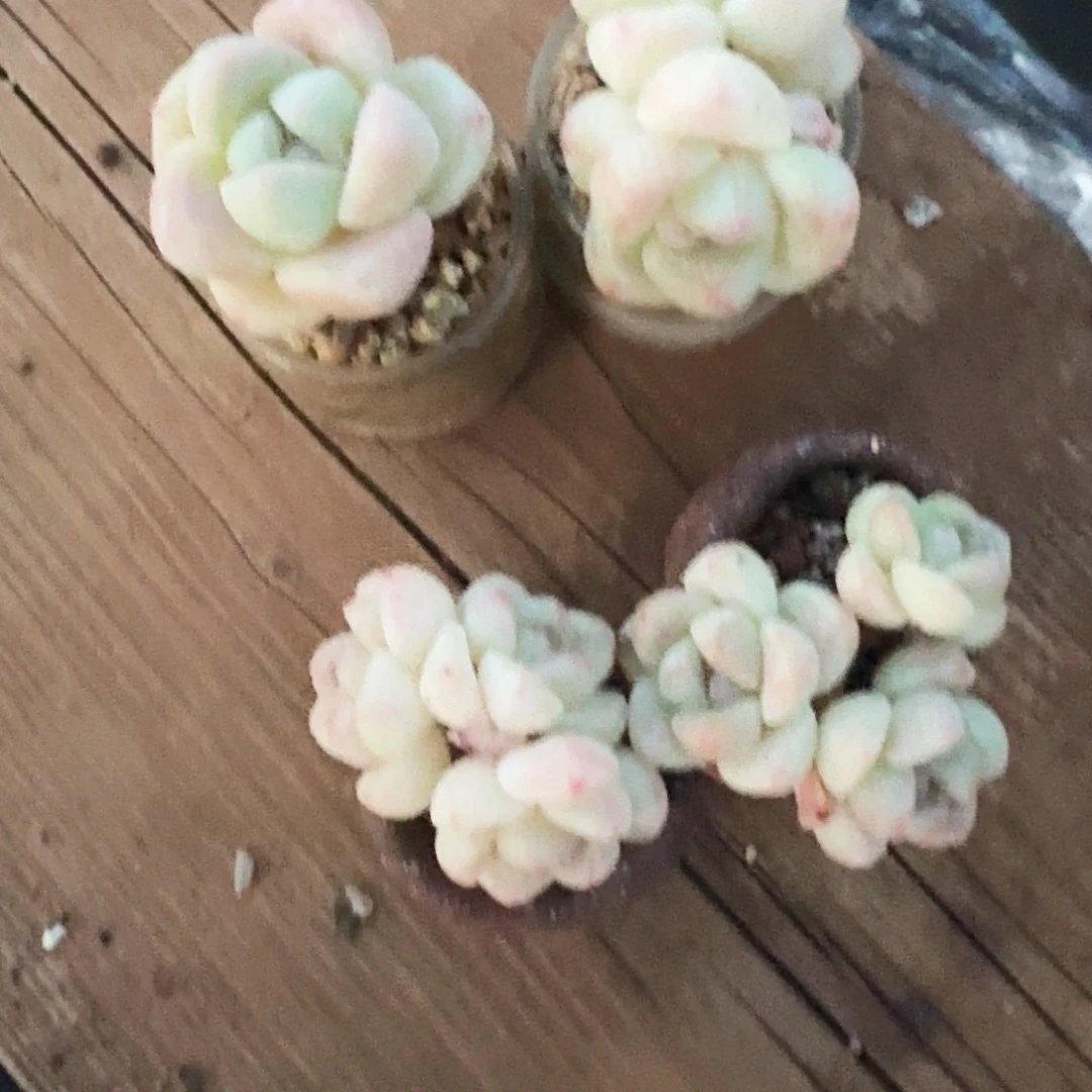H*m多肉冰玉4颗一组带盆