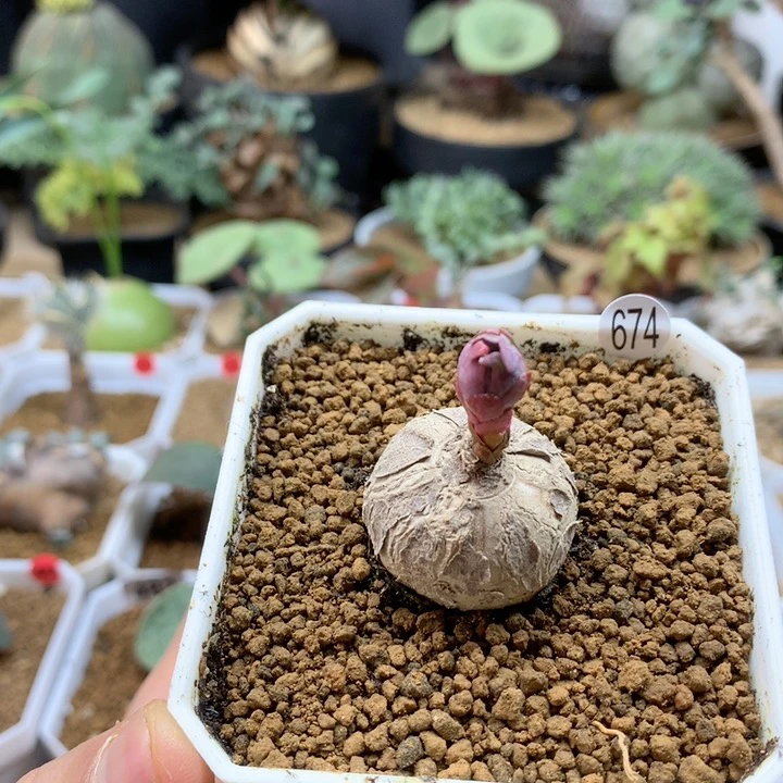 小玫瑰大戟带盆674