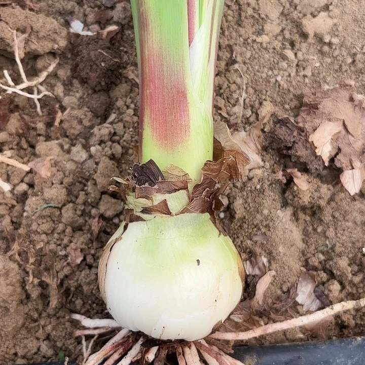 无花朵安*?神奇有标包对版七