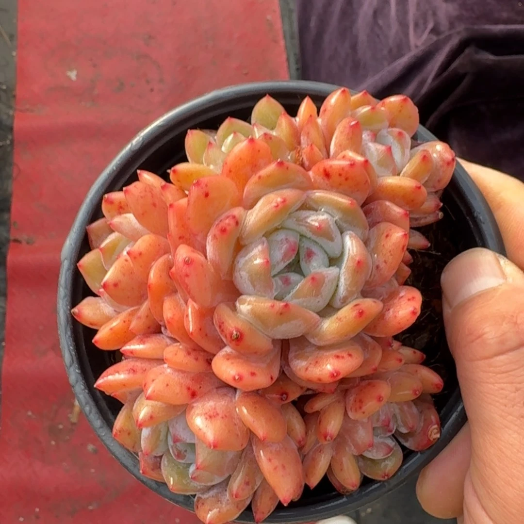 12厘米的尺寸一物一拍的