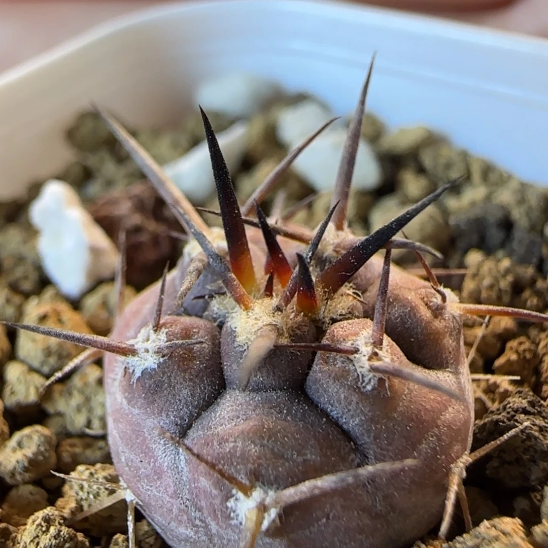 039实生守金摩天龙多肉