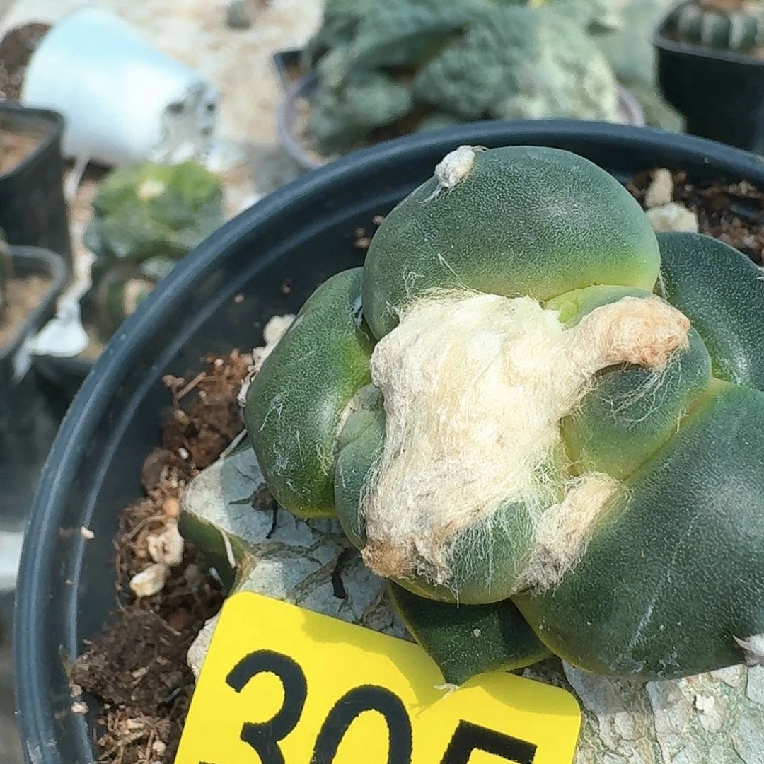 【闪购商品】等*达摩蛋尤305