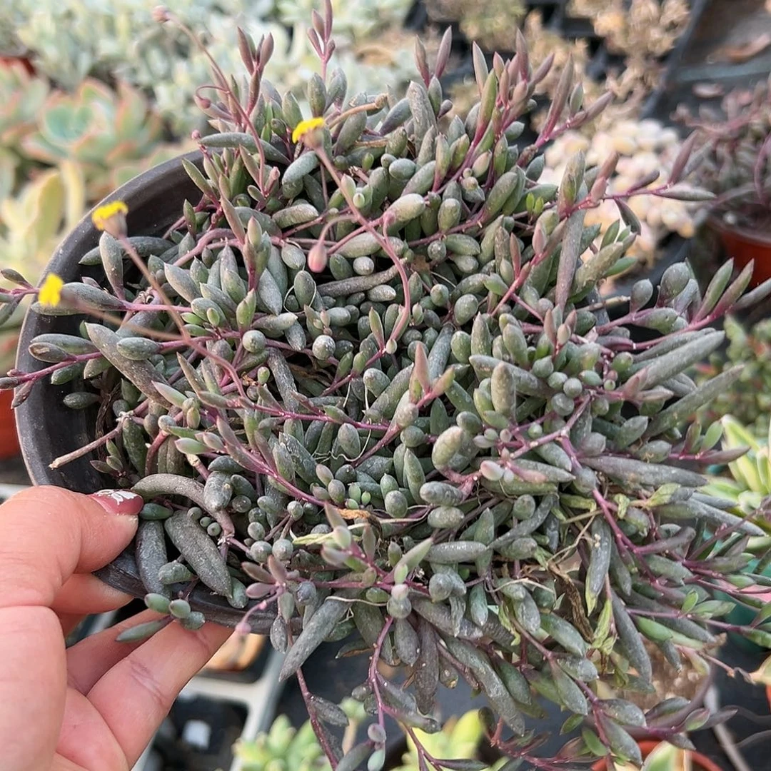 多肉植物紫玄月群